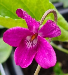 Viola odorata deep pink