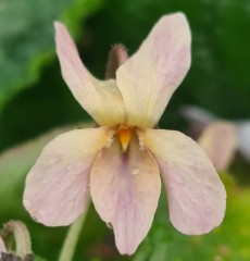 Viola odorata sulphurea Corpuscule