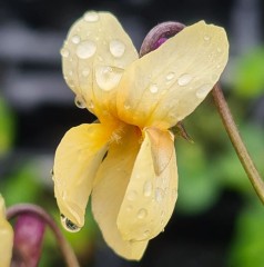 Viola odorata Sulphurea