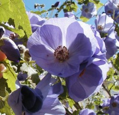 Abutilon vitifolium
