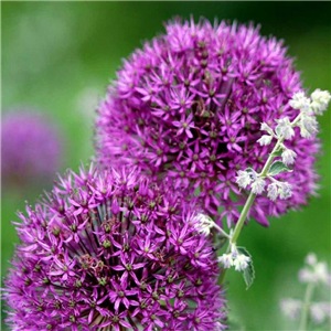 Allium aflatunense Purple Sensation. Loose per 5