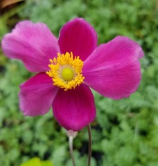 Anemone huphehensis Bowles Pink