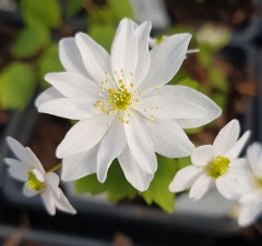 Anemonella thalictroides Kikuzaki White