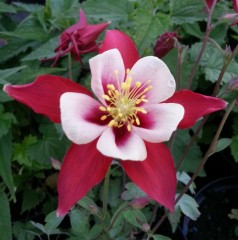 Aquilegia Swan Red and White