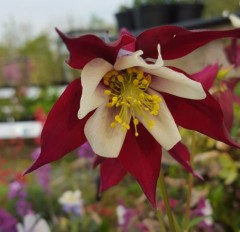 Aquilegia Swan Red and White
