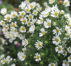 Aster ericoides Vimmers Delight
