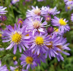 Aster laevis Cally Compact