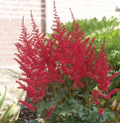 Astilbe arendsii Alive and Kicking
