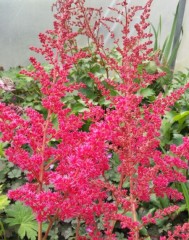 Astilbe arendsii Alive and Kicking