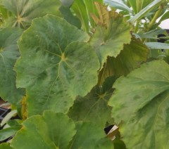 Begonia emeiensis