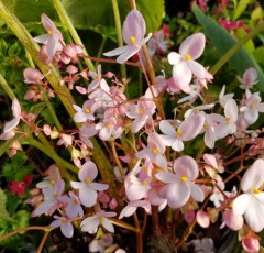 Begonia Candyfloss BWJ7858
