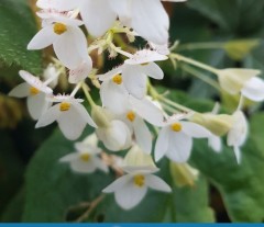 Begonia grandis ssp. sinensis Snowpop
