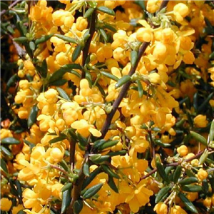 Berberis stenophylla