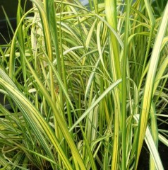 Calamagrostis x acutiflora England