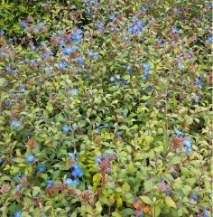 Ceratostigma willmottianum Forest Blue