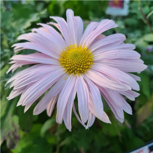 Chrysanthemum Esther