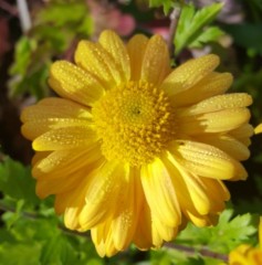 Chrysanthemum Gold Marianne