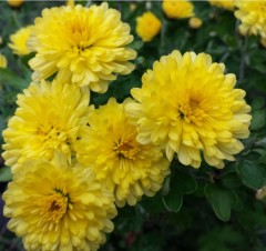 Chrysanthemum Nantyderry Sunshine