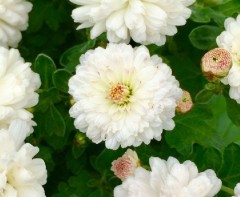 Chrysanthemum Purleigh White
