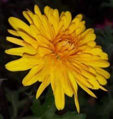 Chrysanthemum Ruby Raynor