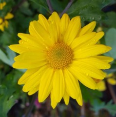 Chrysanthemum Schaffhausen