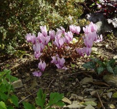 Cyclamen hederifolium AGM