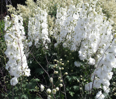 Delphinium Magic Fountains White