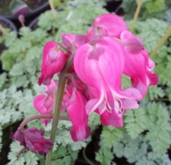 Dicentra formosa King of Hearts