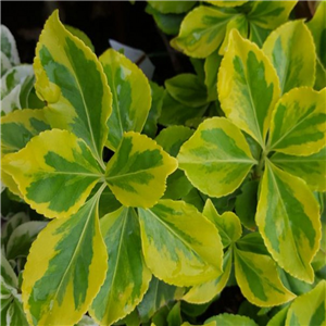 Euonymus fortunei Country Gold