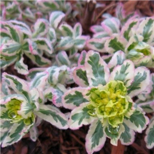Euphorbia polychroma Lacy