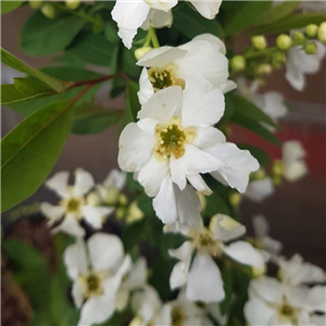 Exochorda macrantha Magical Springtime