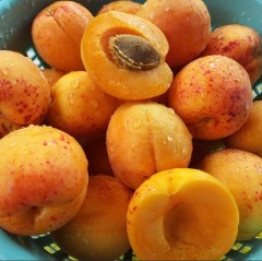 Apricot Von Breda (Heritage Variety)