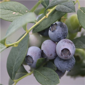 Blueberry Brigitta