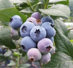 Blueberry Ozarkblue