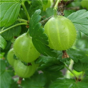 Gooseberry Hinnomaki Green