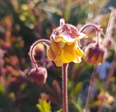 Geum Rusty Young