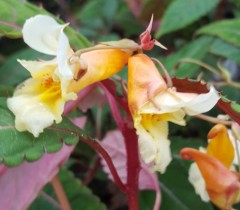 Impatiens omeiana Pink Nerves