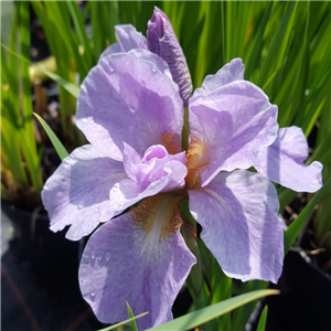 Iris sibirica Kita No Seiza