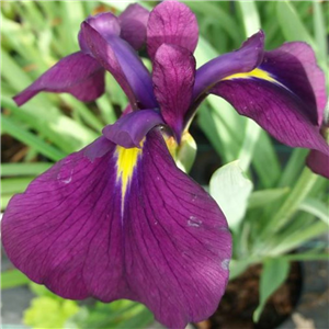 Iris ensata Variegata