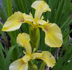 Iris pseudoacorus Bastardii