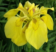 Iris pseudoacorus Flore Pleno