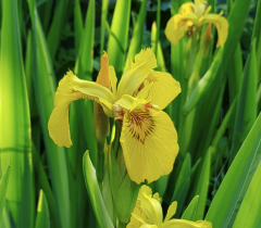 Iris pseudoacorus Variegata