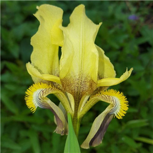 Iris reichenbachii Yellow Form