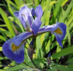 Iris robusta Gerald Derby