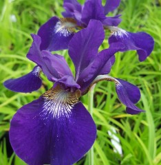 Iris sibirica Hubbard