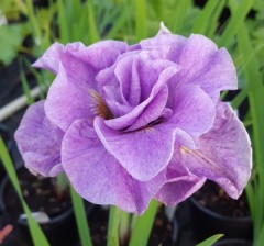 Iris sibirica Pink Parfait