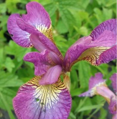 Iris sibirica Sparkling Rose