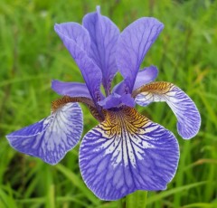 Iris sibirica Tropic Night