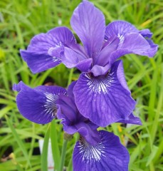 Iris sibirica Tropic Night