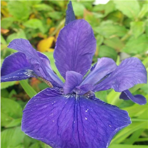 Iris sibirica Vi Luihn
